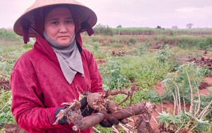 Ninh Thuận: Cuối năm rồi mà nhổ mì lên bị thối củ hàng loạt, nhà nông lao đao