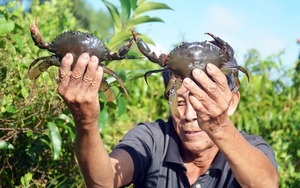 Hội đua cua lần đầu tiên xuất hiện ở Cà Mau: Nhiều &quot;cua thủ&quot; trình làng