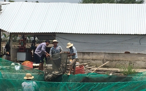 Nuôi cá gì trong ao đất mà ông nông dân Hậu Giang kéo lên bắt hàng tấn, bán giá bình dân vẫn trúng đậm?