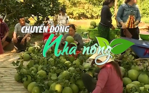 Chuyển động Nhà nông 7/12: Hàng trăm tấn bưởi ở Bà Rịa - Vũng Tàu ùn ứ, thiếu đầu ra vì chín ồ ạt