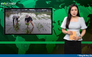 Bản tin Dân Việt Nóng ngày 7/12: Hàng trăm hecta rau màu phục vụ Tết chìm trong biển nước, nông dân Ninh Thuận khóc ròng