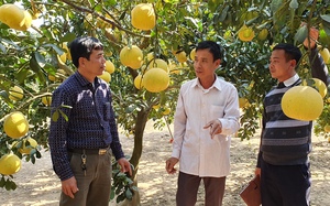Bắc Giang: Chuyển đổi cơ cấu cây trồng nâng cao giá trị kinh tế 