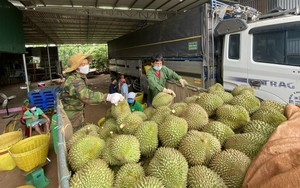 Trung Quốc muốn ký lại nghị định thư xuất khẩu cho 8 loại trái cây của Việt Nam, là những quả gì?