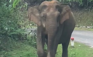 Nghệ An: Xuất hiện con voi rừng vào nhà dân tìm đồ ăn rồi thong dong đi dọc quốc lộ
