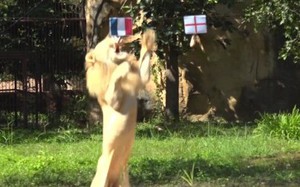 Sư tử "tiên tri" dự đoán Pháp đánh bại Anh