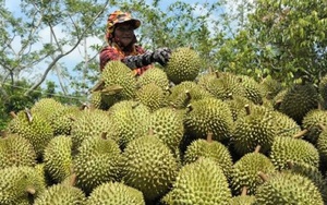 Một loại quả cực ngon của Việt Nam nhưng phải &quot;mang danh&quot; khi xuất khẩu vào Trung Quốc mới khổ