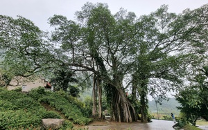 Thực hư chuyện cây đa 1.000 năm tuổi biết “di chuyển” ở Ninh Bình