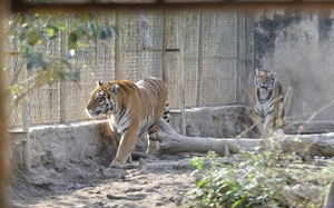 Cận cảnh 11 cá thể hổ bị nuôi nhốt hơn 15 năm không thể sinh sản ở Thanh Hoá