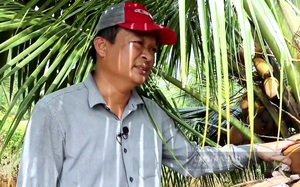 Nhờ bí quyết này, anh nông dân Tiền Giang trồng dừa Mã Lai ngay trong 'rốn phèn', thu tiền tỷ