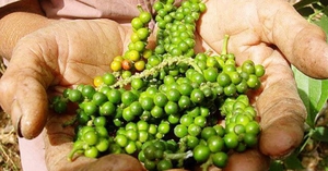 Giá nông sản hôm nay 10/2: Tiêu tăng phiên thứ 2 liên tiếp; cà phê Arabica lên mức cao nhất 10 năm