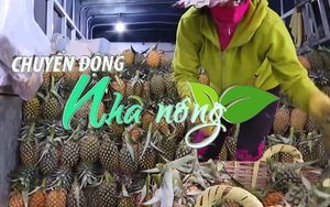 Chuyển động Nhà nông 10/2: Giá dứa tăng mạnh sau Tết