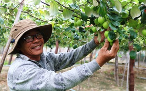Ninh Thuận: Sau Tết, giá nho táo, giá dê cừu tăng vọt, nhà nông phấn khởi  