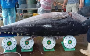 "Kinh ngạc" nhìn con cá ngừ "khủng", dài 2m nặng 210kg ở Bình Định, nằm trên 4 chiếc cân, giá bán bất ngờ 