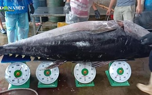 Đầu xuân, ngư dân Bình Định đã câu được cá ngừ đại dương cực khủng