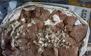 Phát hiện về hóa thạch thằn lằn 52 triệu năm của Trung Quốc hé lộ bí ẩn gây sốc