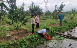 Đào rãnh nuôi con đặc sản trong vườn, tới mùa nó đẻ &quot;không kịp cản&quot;, anh nông dân Hòa Bình kiếm bộn tiền