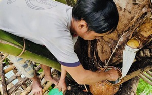 Sau Tết cả làng này ở Gia Lai kéo nhau lên núi “săn” loại nước lạ chảy ra từ ngọn cây, vạn người mê