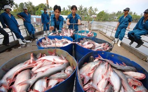 Việt Nam đang cung cấp "độc quyền" loài cá này cho Trung Quốc