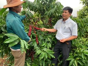 Đắk Nông: Trồng thử cà phê vối không dùng thuốc trừ cỏ, quả chín đỏ chót bán được giá cao