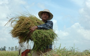 Trung Quốc đột nhiên tăng mua gạo từ Việt Nam