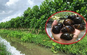 Giá mít Thái hôm nay 13/2: Bất ngờ mít giảm 2.000 đồng/kg, nuôi ốc bươu đen trong vườn mít Thái có dễ không?
