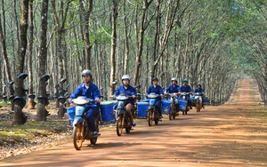 Giá cao su tại các sàn chủ chốt tăng bất chấp dự báo  mới bất ngờ về sản lượng 