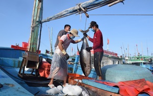 Mỹ mua tới tấp, giá một loài cá của Việt Nam cao nhất trong 10 năm trở lại đây