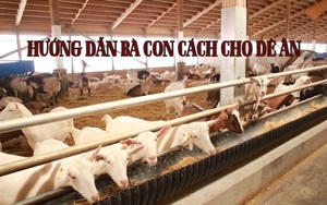 Kỹ thuật nuôi dê: Hướng dẫn bà con cách cho dê ăn