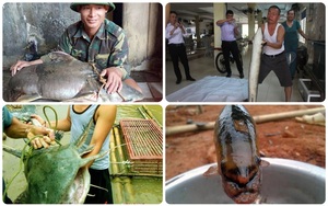 4 loài cá đặc sản quý hiếm bậc nhất miền Tây Nghệ An: "Thủy quái" nặng hàng yến, dài cả mét