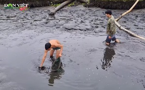 Tát ao cá lâu năm bất ngờ bắt toàn cá &quot;khủng&quot;