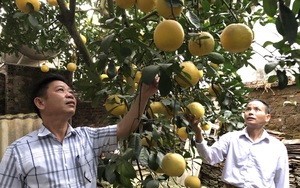 HTX nông nghiệp Yên Bài:  Nâng cao chất lượng, giá trị sản phẩm nông nghiệp