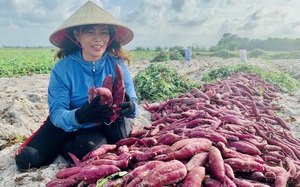 Lấy củ khoai lang chế đủ món lạ miệng, làm cả mặt nạ cho chị em làm đẹp, nông dân Quảng Bình thu 600 triệu