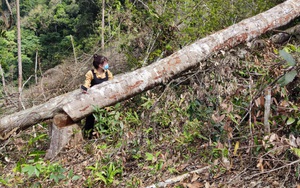 Kon Tum: Khởi tố vụ những khoảnh rừng bị phá trắng mà báo Dân Việt phản ánh