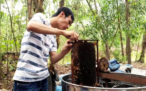 60.000 tấn mật ong đang lo bí đầu ra vì một thói quen của người Việt