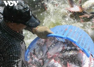 Giá cá tra nguyên liệu ở đồng bằng sông Cửu Long mức cao, nhiều hộ nuôi vẫn chưa bán