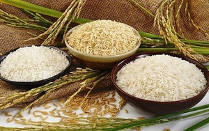 Giá gạo trong nước giảm nhưng giá gạo xuất khẩu tăng thêm 5 USD/tấn