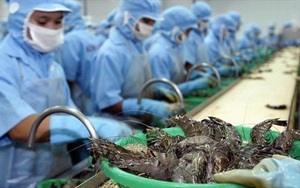 Việt Nam nuôi loại thủy sản này nhiều nhất thế giới rồi chế biến bán cho Mỹ, Nhật Bản thu gần 4 tỷ USD
