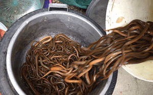 Dùng các ống này dụ loài lươn đồng ở Nghệ An, mang về trút vô chậu, ai xem cũng trầm trồ