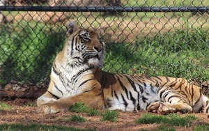Những kỷ lục "khủng" về loài hổ trên thế giới