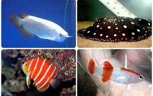 4 loài cá cảnh độc, lạ, đẹp mắt nhưng quý hiếm, nói giá khiến nhiều người giật mình thon thót