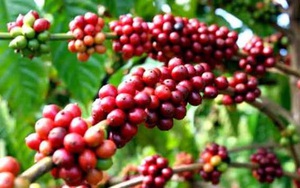 Giá cà phê hôm nay ở Đắk Lắk chạm mốc 42.000 đồng/kg, lưu ý khi tái canh cà phê