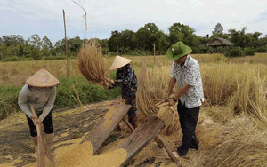 Lạ đời, cả năm chỉ trồng lúa kiểu "ngày xửa ngày xưa", mà nhiều người kéo đến nhà ông nông dân Kiên Giang xem