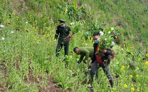 Công an phát hiện, bắt giữ đối tượng trồng hơn 3.000 cây thuốc phiện ở Điện Biên
