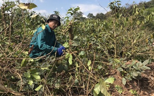 Nông thôn Tây Bắc: Khôi phục cây cà phê sau thu hoạch