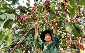 Việt Nam &quot;chấp&quot; 3 &quot;ông lớn&quot;, chỉ thua Brazil khi xuất khẩu cà phê vào thị trường này