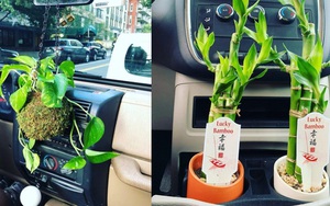 Bất ngờ lớn: 4 loại cây cảnh vẫn sống khỏe re ngay khi bạn trồng chúng trong xe ô tô