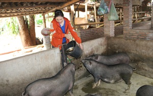 Nuôi thứ lợn lưng uốn đáy võng nơi "khỉ ho cò gáy", ai ngờ cô nông dân người Thái Sơn La lại bán đắt tiền