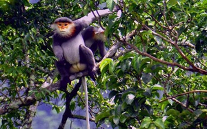 Ngắm những loài thú rừng quý hiếm, cây rừng cổ thụ kỳ dị ở khu dự trữ sinh quyển mới nhất của Việt Nam