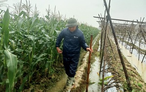 Lạnh cóng tay, rét buốt da, nông dân Hải Dương vẫn phải ra đồng cắt rau đi chợ, chống chuột phá hoại hoa màu