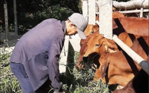 Vì sao nông dân nuôi vỗ béo bò ở Ninh Thuận thích dùng cây bắp ủ chua làm thức ăn cho bò?